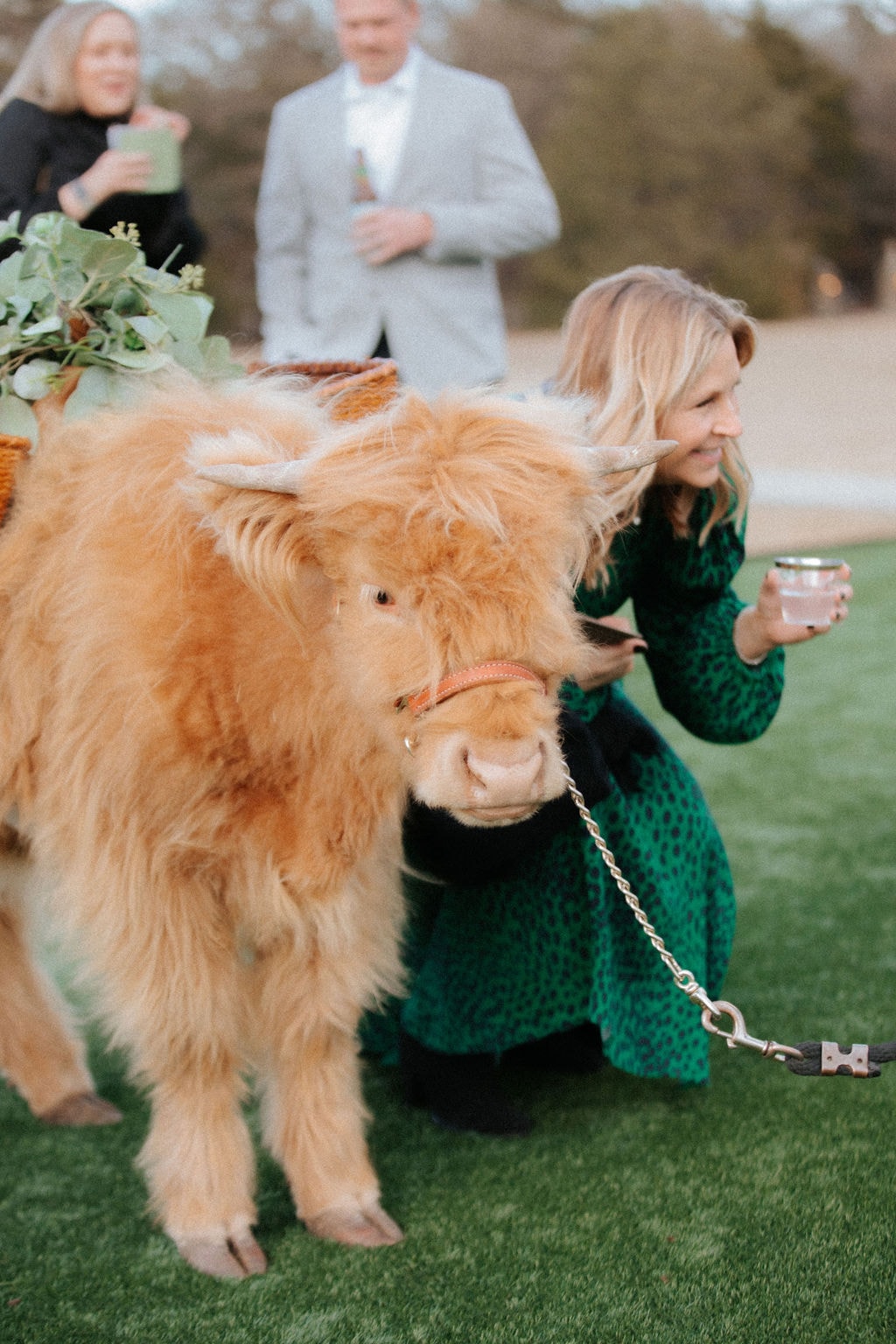 A fluffy golden Highland cow with a eucalyptus basket on its back during cocktail hour at The French Farmhouse Venue, with a guest in a green dress kneeling beside it
