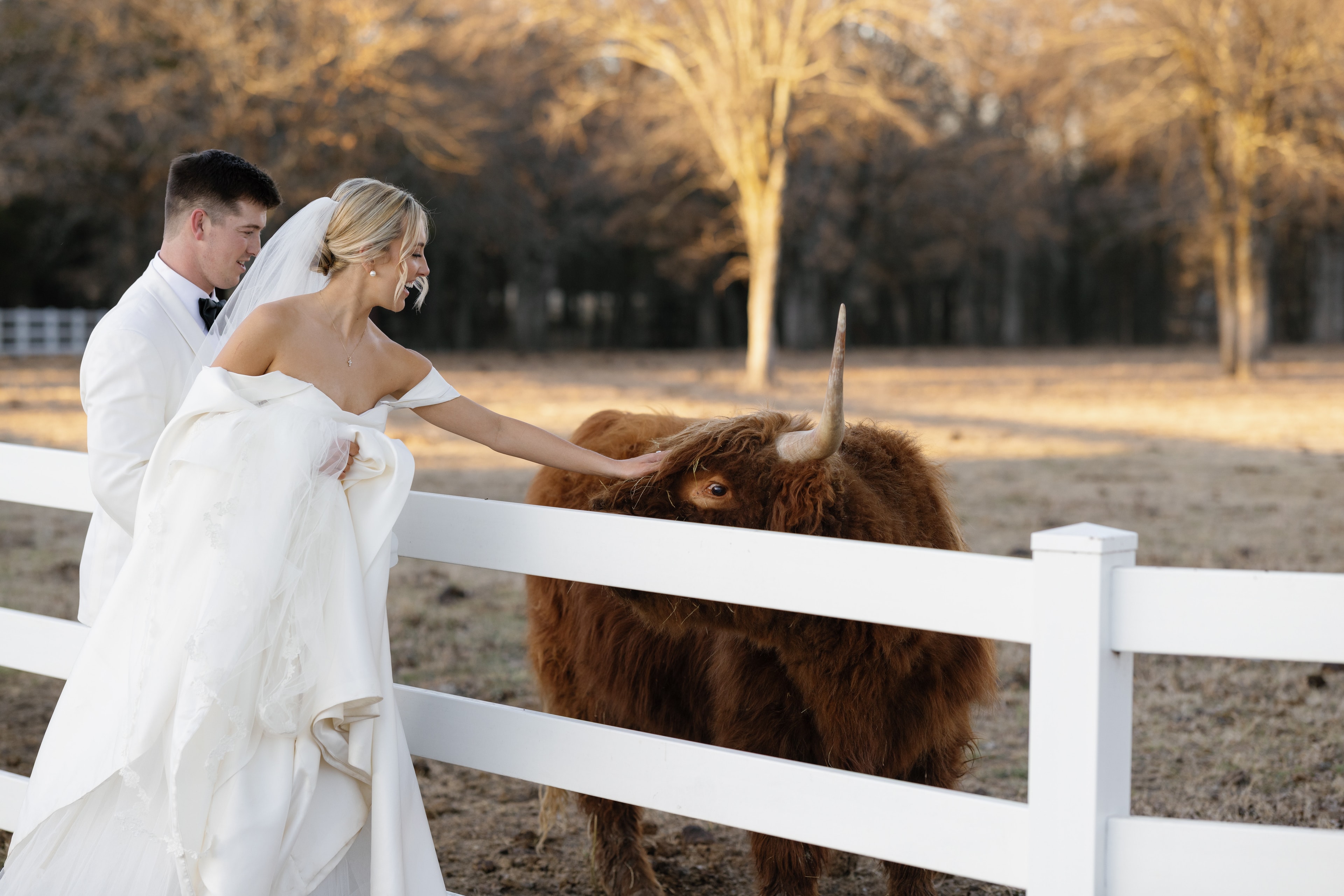 Megan and Rex petting the highland cow at The French Farmhouse Venue at golden hour